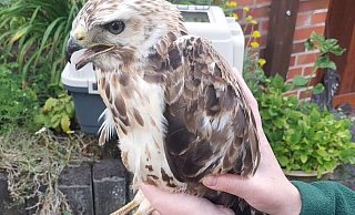 Gerettet: der Greifvogel in den sicheren Händen der Feuerwehr. - FFW Borgentreich Gerettet: der Greifvogel in den sicheren Händen der Feuerwehr. - FFW Borgentreich