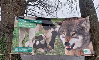 Dieses Plakat hat die Familie Wengenroth an ihrem Hof in Neuenbaum aufgehängt. Es besteht der Verdacht, dass ein Wolf hier an Weihnachten drei Schafe gerissen hat. - privat Dieses Plakat hat die Familie Wengenroth an ihrem Hof in Neuenbaum aufgehängt. Es besteht der Verdacht, dass ein Wolf hier an Weihnachten drei Schafe gerissen hat. - privat
