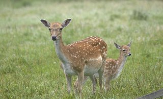 Der Nachwuchs bei den Damhirschen im Tierpark Olderdissen. - (C)2020 Jörg Buschmann, all rights reserved Der Nachwuchs bei den Damhirschen im Tierpark Olderdissen. - (C)2020 Jörg Buschmann, all rights reserved
