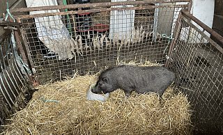 Das Hängebauschwein ist nach Wochen in der Solling-Wildnis wieder wohlbehalten in einem Stall. - Kreisveterinäramt Landkreis Holzminden Das Hängebauschwein ist nach Wochen in der Solling-Wildnis wieder wohlbehalten in einem Stall. - Kreisveterinäramt Landkreis Holzminden