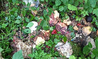 Starker Verwesungsgeruch verrät die Entsorgung einer großen Menge Fleisch abseits des Waldweges. - Ilka Gülker Starker Verwesungsgeruch verrät die Entsorgung einer großen Menge Fleisch abseits des Waldweges. - Ilka Gülker