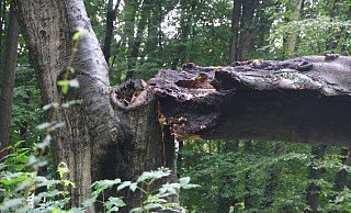 Bei dem Unwetter ist die diese mächtige Buche in der Oeynhausener Schweiz zur Hälfte zerbrochen. Und die andere Hälfte hat im Wald wohl keine Zukunft mehr. - Ulf Hanke Bei dem Unwetter ist die diese mächtige Buche in der Oeynhausener Schweiz zur Hälfte zerbrochen. Und die andere Hälfte hat im Wald wohl keine Zukunft mehr. - Ulf Hanke