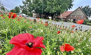 Blumen statt Beton: In Hövelhof wurde der Parkplatz am Heimatzentrum zugunsten von Blühflächen zurückgebaut. Entsiegelung von Betonflächen ist eine Strategie, um Hitze in Städten zu senken. - Jens Reddeker Blumen statt Beton: In Hövelhof wurde der Parkplatz am Heimatzentrum zugunsten von Blühflächen zurückgebaut. Entsiegelung von Betonflächen ist eine Strategie, um Hitze in Städten zu senken. - Jens Reddeker