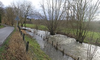 Viele Bäume sind vom Hochwasser umschlossen. Würden diese Weiden umkippen, könnten ihre Äste bis auf den Weg ragen und die Verkehrssicherheit beeinträchtigen. - Johannes Büttner Viele Bäume sind vom Hochwasser umschlossen. Würden diese Weiden umkippen, könnten ihre Äste bis auf den Weg ragen und die Verkehrssicherheit beeinträchtigen. - Johannes Büttner
