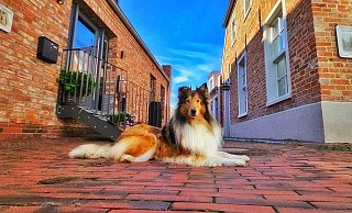 Langhaarcollie-Dame Fine ist elf Jahre alt und hat den Sieg nach Hause geholt. - privat Langhaarcollie-Dame Fine ist elf Jahre alt und hat den Sieg nach Hause geholt. - privat