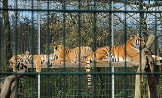 Tigermama Amara (r.) mit den Jungtieren Anouk und Aris: Auf der Aussichtsplattform genießen sie das sonnige Frühlingswetter. - Joern Spreen-Ledebur Tigermama Amara (r.) mit den Jungtieren Anouk und Aris: Auf der Aussichtsplattform genießen sie das sonnige Frühlingswetter. - Joern Spreen-Ledebur