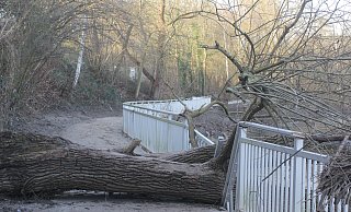Ein stattlicher Baum ist offenbar noch während des Hochwassers an der Werre umgefallen und versperrt seitdem den Radweg zwischen Sielbad und Eidinghausener Straße. - Ulf Hanke Ein stattlicher Baum ist offenbar noch während des Hochwassers an der Werre umgefallen und versperrt seitdem den Radweg zwischen Sielbad und Eidinghausener Straße. - Ulf Hanke