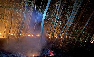 Die Flammen am Boden machen die Nacht zum Tag. Auf die Bäume hat das Feuer bislang noch nicht übergegriffen. - Feuerwehr Stadt Höxter Die Flammen am Boden machen die Nacht zum Tag. Auf die Bäume hat das Feuer bislang noch nicht übergegriffen. - Feuerwehr Stadt Höxter