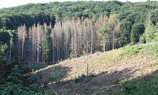 Der Wald oben auf der Kahlen Wart. Hinten ist er noch grün, vorn erschreckend braun und ganz vorne sieht man nur noch kahle Stellen. Das zaghafte Grün, das die Natur schenkt, kann den Schaden nicht wiedergutmachen. - Sigrid Dittmann Der Wald oben auf der Kahlen Wart. Hinten ist er noch grün, vorn erschreckend braun und ganz vorne sieht man nur noch kahle Stellen. Das zaghafte Grün, das die Natur schenkt, kann den Schaden nicht wiedergutmachen. - Sigrid Dittmann