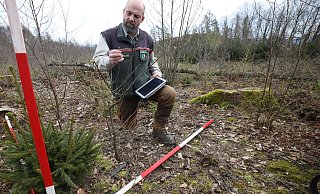 Förster Markus Uhr begutachtet die Verbissschäden an den jungen Bäumen im Wiehengebirge. Die Spitze der jungen Esskastanie wurde von einem Reh gekappt. - Jörg Stuke Förster Markus Uhr begutachtet die Verbissschäden an den jungen Bäumen im Wiehengebirge. Die Spitze der jungen Esskastanie wurde von einem Reh gekappt. - Jörg Stuke