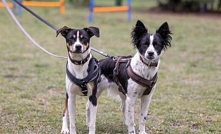 Hündchen wie die Auslands-Mestizos (Mischlinge) Lesly (rechts) und Tedy sind sehr begehrt. Die beiden sind längst vermittelt. - Oliver Krato Hündchen wie die Auslands-Mestizos (Mischlinge) Lesly (rechts) und Tedy sind sehr begehrt. Die beiden sind längst vermittelt. - Oliver Krato