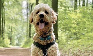 Meistens ist Kalle brav, er kann aber auch frech sein. - Privat Meistens ist Kalle brav, er kann aber auch frech sein. - Privat