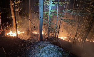 Am Waldboden bei Bosseborn sind Fallen zu erkennen. - Feuerwehr Stadt Höxter Am Waldboden bei Bosseborn sind Fallen zu erkennen. - Feuerwehr Stadt Höxter