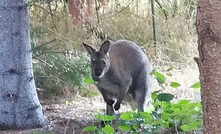 Dieses Känguru streifte 2019 einige Wochen durch den Nordkreis von Paderborn. Nun ist auch in Hüllhorst ein Känguru unterwegs. - Archivfoto: Birgit Ramsel Dieses Känguru streifte 2019 einige Wochen durch den Nordkreis von Paderborn. Nun ist auch in Hüllhorst ein Känguru unterwegs. - Archivfoto: Birgit Ramsel