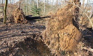 Durch die Stürme in der jüngsten Zeit sind im Wald Bäume gebrochen oder sogar mit der gesamten Wurzel aus dem Erdreich gerissen worden. - Karin Prignitz Durch die Stürme in der jüngsten Zeit sind im Wald Bäume gebrochen oder sogar mit der gesamten Wurzel aus dem Erdreich gerissen worden. - Karin Prignitz