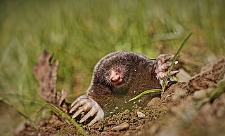 Um Maulwürfe zu vertreiben, sollen Haushaltsrezepte und etwa Knoblauchzehen helfen. - Pixabay (Symbolbild) Um Maulwürfe zu vertreiben, sollen Haushaltsrezepte und etwa Knoblauchzehen helfen. - Pixabay (Symbolbild)