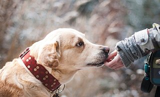 Drei Hunde, die Anfang Dezember unabhängig voneinander verletzt im Kreis Höxter gefunden worden waren, beschäftigen nun die Staatsanwaltschaft Paderborn. - Symbolbild: Pixabay Drei Hunde, die Anfang Dezember unabhängig voneinander verletzt im Kreis Höxter gefunden worden waren, beschäftigen nun die Staatsanwaltschaft Paderborn. - Symbolbild: Pixabay