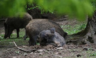 Ein Wildschwein in den Monaten Februar bis April zu schießen, gilt als unwaidmännisch. - Simone Flörke Ein Wildschwein in den Monaten Februar bis April zu schießen, gilt als unwaidmännisch. - Simone Flörke