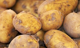 Ob es sich bei der geworfenen Kartoffeln um eine aus neuer Ernte handelt, ist unklar. (Symbolbild) Für die Polizei ist das Ganze aber kein Witz, sondern Körperverletzung. - Stefan Becker Ob es sich bei der geworfenen Kartoffeln um eine aus neuer Ernte handelt, ist unklar. (Symbolbild) Für die Polizei ist das Ganze aber kein Witz, sondern Körperverletzung. - Stefan Becker