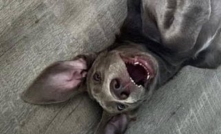 Anton ist ein Weimaraner-Mix und ein Jahr alt. - privat Anton ist ein Weimaraner-Mix und ein Jahr alt. - privat