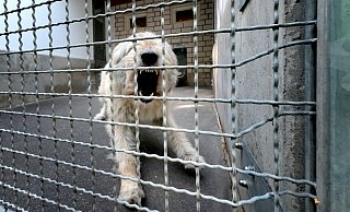 Wer sich auf dem Gelände umschaut, stellt unweigerlich fest, dass das Gütersloher Tierheim eine Investitionsruine ist. Wer sich auf dem Gelände umschaut, stellt unweigerlich fest, dass das Gütersloher Tierheim eine Investitionsruine ist.