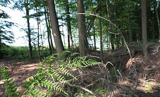 Waldflächen im Eggegebirge könnten zum Nationalpark erklärt werden. - (Archivbild) Uwe Müller Waldflächen im Eggegebirge könnten zum Nationalpark erklärt werden. - (Archivbild) Uwe Müller