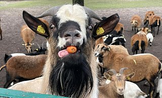 Lecker: Der Ziegenbock verleibt sich mit Hilfe seiner rosafarbenen Zunge die orangefarbene Möhre ein, die ihm ein Tierpfleger spendiert hat. - Sabine Kubendorff Lecker: Der Ziegenbock verleibt sich mit Hilfe seiner rosafarbenen Zunge die orangefarbene Möhre ein, die ihm ein Tierpfleger spendiert hat. - Sabine Kubendorff