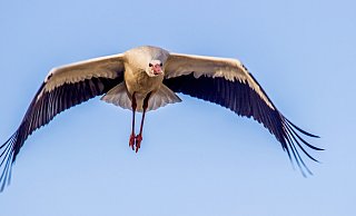Er ist wieder da: Im Kreis Höxter kommt der Weißstorch wieder recht häufig vor. - Peter Maciej Er ist wieder da: Im Kreis Höxter kommt der Weißstorch wieder recht häufig vor. - Peter Maciej