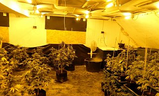 Die Pflanzen der Drogenplantage befanden sich in unterschiedlichen Wachstumsstadien. - Polizei Minden-Lübbecke Die Pflanzen der Drogenplantage befanden sich in unterschiedlichen Wachstumsstadien. - Polizei Minden-Lübbecke