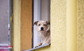 Auch bei kleinen Hunden wie diesem Terrier-Mischling müssen Mieter nachfragen, bevor sie mit ihnen in die Wohnung einziehen. - picture alliance / dpa Themendienst Auch bei kleinen Hunden wie diesem Terrier-Mischling müssen Mieter nachfragen, bevor sie mit ihnen in die Wohnung einziehen. - picture alliance / dpa Themendienst
