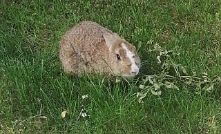 Kaninchen Brunhilde ist offenbar von einer Passantin aus der Freiheit ins Tierheim "gerettet" worden. - Privat Kaninchen Brunhilde ist offenbar von einer Passantin aus der Freiheit ins Tierheim "gerettet" worden. - Privat