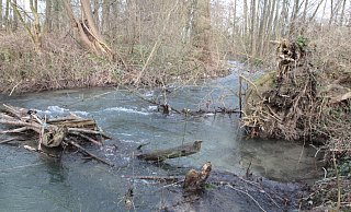 Die Lippe bei Bad Lippspringe soll vom Zufluss der Steinbeke bis zur Kläranlage renaturiert werden. Zu den natürlichen Hindernissen wie Baumstämme, sollen noch zusätzliche eingebaut werden. - Uwe Müller Die Lippe bei Bad Lippspringe soll vom Zufluss der Steinbeke bis zur Kläranlage renaturiert werden. Zu den natürlichen Hindernissen wie Baumstämme, sollen noch zusätzliche eingebaut werden. - Uwe Müller