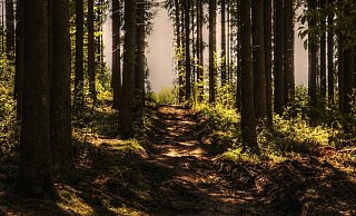 In einem Waldstück in Schloß Holte-Stukenbrock sind mehrere Kleidungsstücke gefunden worden. Wem sie gehören, ist unklar. - Pixabay In einem Waldstück in Schloß Holte-Stukenbrock sind mehrere Kleidungsstücke gefunden worden. Wem sie gehören, ist unklar. - Pixabay