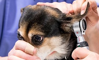 Der Tierschutzbund befürchtet, dass jedem vierten Tierheim die Luft ausgeht, weil die finanziellen Probleme zu groß werden. Am 22. November ist auch noch die neue Gebührenordnung für Tierärzte in Kraft getreten. Das Tierheim Bielefeld hat Glück und mit Mirko Quest einen eigenen Arzt, der hier Hündin Lilly ins Ohr schaut. Foto: Andreas Zobe - Verwendung weltweit Der Tierschutzbund befürchtet, dass jedem vierten Tierheim die Luft ausgeht, weil die finanziellen Probleme zu groß werden. Am 22. November ist auch noch die neue Gebührenordnung für Tierärzte in Kraft getreten. Das Tierheim Bielefeld hat Glück und mit Mirko Quest einen eigenen Arzt, der hier Hündin Lilly ins Ohr schaut. Foto: Andreas Zobe - Verwendung weltweit