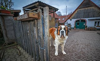Geschlossen: Auch Hofhund Bootsmann scheint die Gäste zu vermissen. Seine Familie und viele Bielefelder hoffen, dass das Café und der Hofladen des beliebten Bauerngärtchens in Dornberg bald wieder öffnen können. - Sarah Jonek Geschlossen: Auch Hofhund Bootsmann scheint die Gäste zu vermissen. Seine Familie und viele Bielefelder hoffen, dass das Café und der Hofladen des beliebten Bauerngärtchens in Dornberg bald wieder öffnen können. - Sarah Jonek
