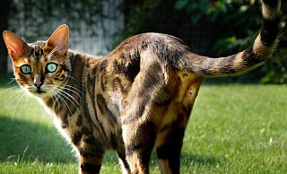 Der zweijährige Bengalkater "Mister Blue" ist in Avenwedde von einem unbekannten Täter mit einer Armbrust angeschossen worden. - Andreas Frücht Der zweijährige Bengalkater "Mister Blue" ist in Avenwedde von einem unbekannten Täter mit einer Armbrust angeschossen worden. - Andreas Frücht