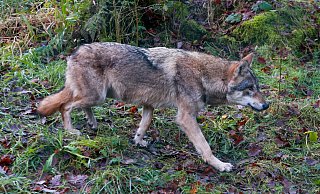 In Bielefeld sind immer öfter wilde Wölfe unterwegs. - Andreas Zobe In Bielefeld sind immer öfter wilde Wölfe unterwegs. - Andreas Zobe