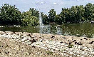Ein eigentlich idyllischer Blick auf den Steinmeister-Teich samt Fontäne wurde zeitweise von den Verunreinigungen im Vordergrund beeinträchtigt. Inzwischen wurde der Bereich zwar gereinigt, aber spätestens im nächsten Sommer könnte das Problem wiederkehren. - Natalie Gottwald Ein eigentlich idyllischer Blick auf den Steinmeister-Teich samt Fontäne wurde zeitweise von den Verunreinigungen im Vordergrund beeinträchtigt. Inzwischen wurde der Bereich zwar gereinigt, aber spätestens im nächsten Sommer könnte das Problem wiederkehren. - Natalie Gottwald