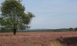 Eine Landschaft, über die schon der Dichter Hermann Löns schrieb: Die Heideblüte in der Senne. - Johannes Wiemann-Wendt/Förderverein Eine Landschaft, über die schon der Dichter Hermann Löns schrieb: Die Heideblüte in der Senne. - Johannes Wiemann-Wendt/Förderverein