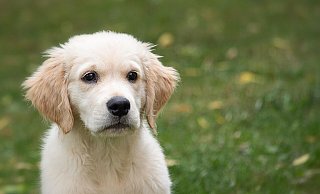 Elf Golden Retriever aus Bünde wurden 2022 bei Tasso neu registriert. - Symbolfoto: Pixabay Elf Golden Retriever aus Bünde wurden 2022 bei Tasso neu registriert. - Symbolfoto: Pixabay