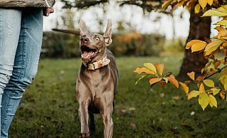 Die Frau ging mit ihrem Weimaraner spazieren, als der 59-jährige Bünder ihr aggressiv gegenübergetreten sein sollte. - Pexels/Karolina Grabowska Die Frau ging mit ihrem Weimaraner spazieren, als der 59-jährige Bünder ihr aggressiv gegenübergetreten sein sollte. - Pexels/Karolina Grabowska