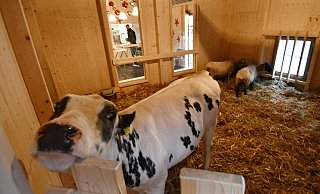 Nach mehrjähriger Pause ist die Lebendige Krippe zurück auf dem Paderborner Weihnachtsmarkt. Ein Rind und zwei Schafe leben während der Adventszeit in dem Stall. - Lena Henning Nach mehrjähriger Pause ist die Lebendige Krippe zurück auf dem Paderborner Weihnachtsmarkt. Ein Rind und zwei Schafe leben während der Adventszeit in dem Stall. - Lena Henning