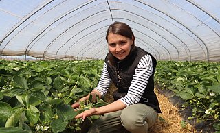 Katharina Eßer zeigt, wie weit die Erdbeeren in Ulenburg schon sind. An dieser Pflanze sind sowohl die letzten Blüten als auch die ersten, schon recht großen Früchte zu sehen. - Judith Gladow Katharina Eßer zeigt, wie weit die Erdbeeren in Ulenburg schon sind. An dieser Pflanze sind sowohl die letzten Blüten als auch die ersten, schon recht großen Früchte zu sehen. - Judith Gladow