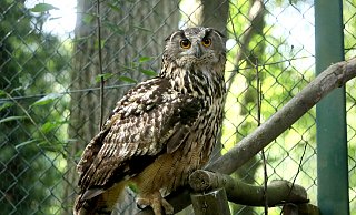 Die Tierpfleger des Tierparks Waldfrieden haben den stattlichen Uhu aufgepäppelt und wieder zu Kräften gebracht. - Frank-Michael Kiel-Steinkamp Die Tierpfleger des Tierparks Waldfrieden haben den stattlichen Uhu aufgepäppelt und wieder zu Kräften gebracht. - Frank-Michael Kiel-Steinkamp