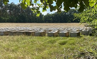 Die Betonquader werden im Rahmen der Übungen genutzt, um Bereich der Fläche der Thune-Wiesen abzugrenzen. - Marc Schröder Die Betonquader werden im Rahmen der Übungen genutzt, um Bereich der Fläche der Thune-Wiesen abzugrenzen. - Marc Schröder