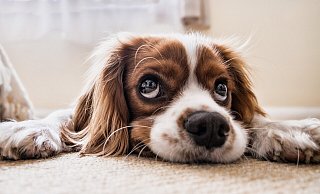 Hunde sollen in Herford gechippt werden. Das dürfte Hundebesitzern, die ihr Tier schon länger haben, nicht in jedem Fall recht sein. - PicsbyFran/Pixabay Hunde sollen in Herford gechippt werden. Das dürfte Hundebesitzern, die ihr Tier schon länger haben, nicht in jedem Fall recht sein. - PicsbyFran/Pixabay