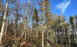 Wald auf Höhenzügen: Entsteht auf Flächen des Kreises Höxter ein Nationalpark Egge? - Ralf T. Mischer Wald auf Höhenzügen: Entsteht auf Flächen des Kreises Höxter ein Nationalpark Egge? - Ralf T. Mischer