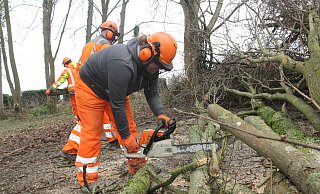 Eine sägt, die anderen häckseln: Sabrina Meyer zerkleinert die Wildkirsche mit der Kettensäge, Diether Hartsieker und Florian Kühme schleppen das Holz zur Fräse oder zur Seite. - Ulf Hanke Eine sägt, die anderen häckseln: Sabrina Meyer zerkleinert die Wildkirsche mit der Kettensäge, Diether Hartsieker und Florian Kühme schleppen das Holz zur Fräse oder zur Seite. - Ulf Hanke