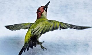 Die Vogelpflegestation kümmert sich um hilfsbedürftige Tiere. Auf dem Foto ist ein Grünspecht zu sehen, der wieder in die Freiheit entlassen wird. - Andrea Beverungen Die Vogelpflegestation kümmert sich um hilfsbedürftige Tiere. Auf dem Foto ist ein Grünspecht zu sehen, der wieder in die Freiheit entlassen wird. - Andrea Beverungen