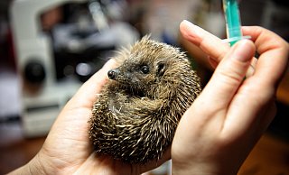 Dank der intensiven Pflege durch Igel-Retterin Katharina Wiedemann hat sich Igel-Mädchen Henriettes Zustand stabilisiert. - Michaela Heinze Dank der intensiven Pflege durch Igel-Retterin Katharina Wiedemann hat sich Igel-Mädchen Henriettes Zustand stabilisiert. - Michaela Heinze